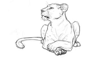 60min Animal Pencil Sketching Art Lesson - Lioness
